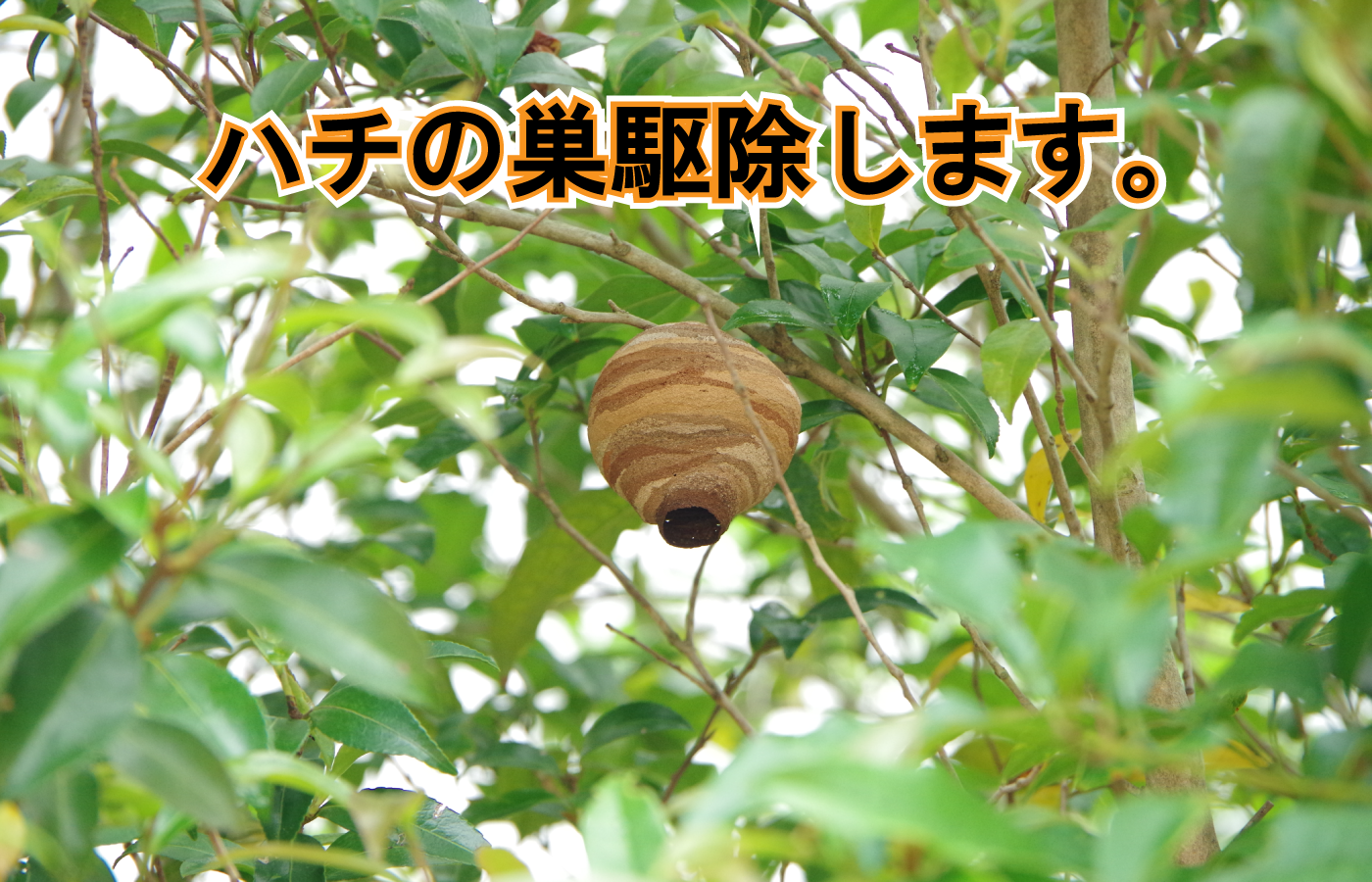 蜂の巣 駆除 生活支援 - NPO法人圏央ライフサポート